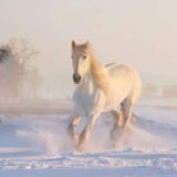 До чого сниться кінь який біжить