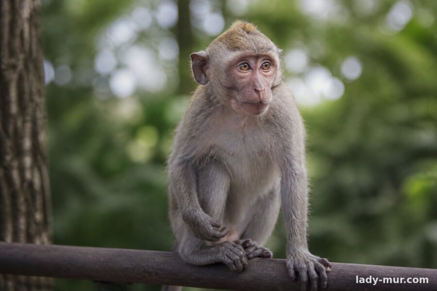 Характер людей, народжених у рік Мавпи