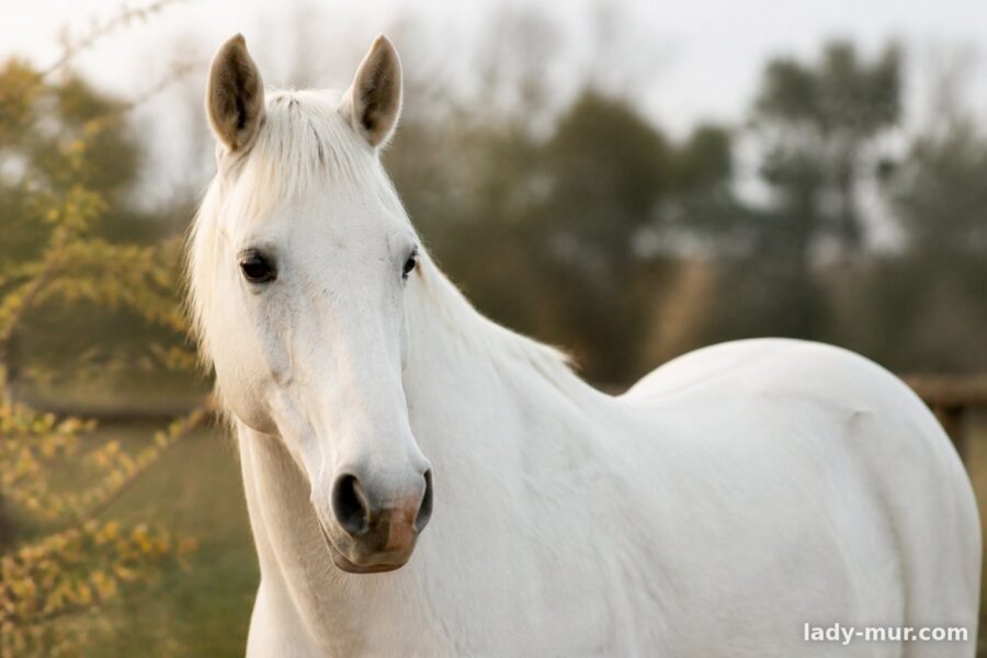Часті запитання про 2014 рік